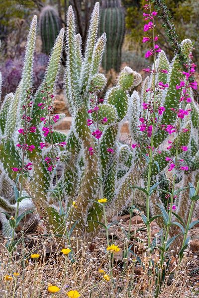 Haney, Chuck 아티스트의 Wooly Jacket Prickly Pear Cactus and Penstemon at the Arizona Sonoran Desert Museum in Tucson-Arizo작품입니다.